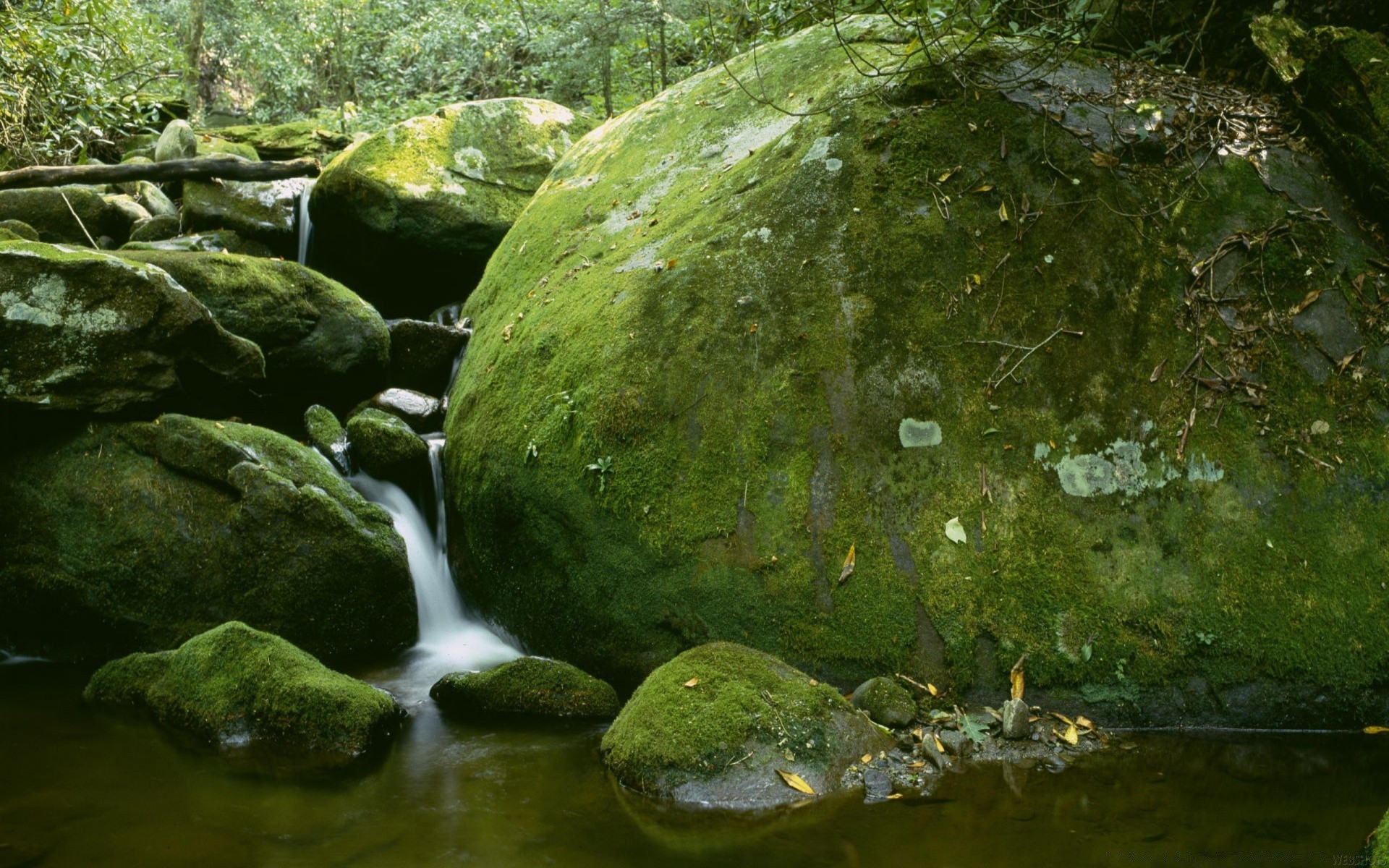 forest water nature moss river rock wood landscape leaf outdoors stone stream park environment waterfall travel fall summer flow flora