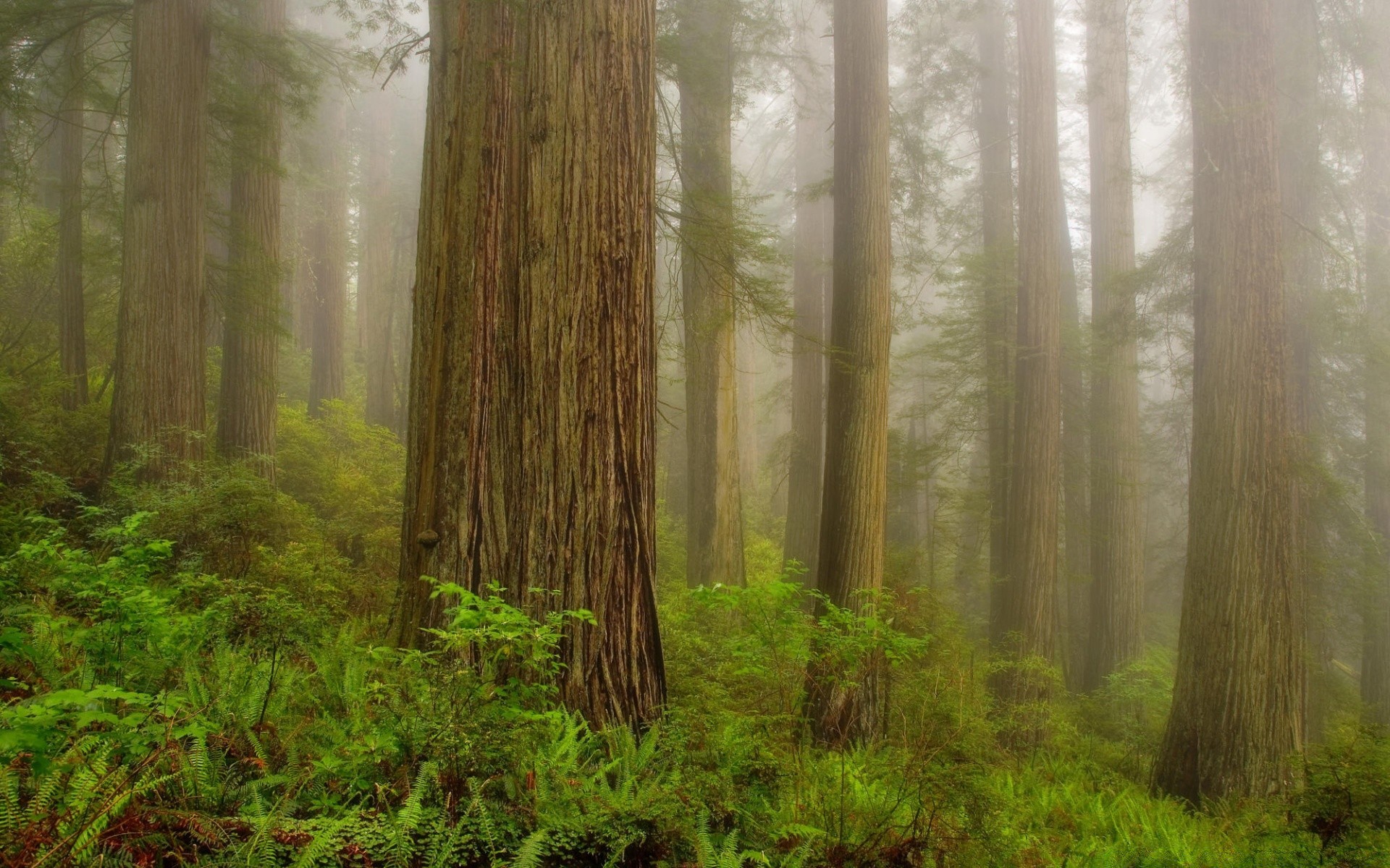 forest wood fog nature mist tree leaf dawn wild cypress landscape sunbeam outdoors lush conifer sequoia fair weather redwood sun evergreen