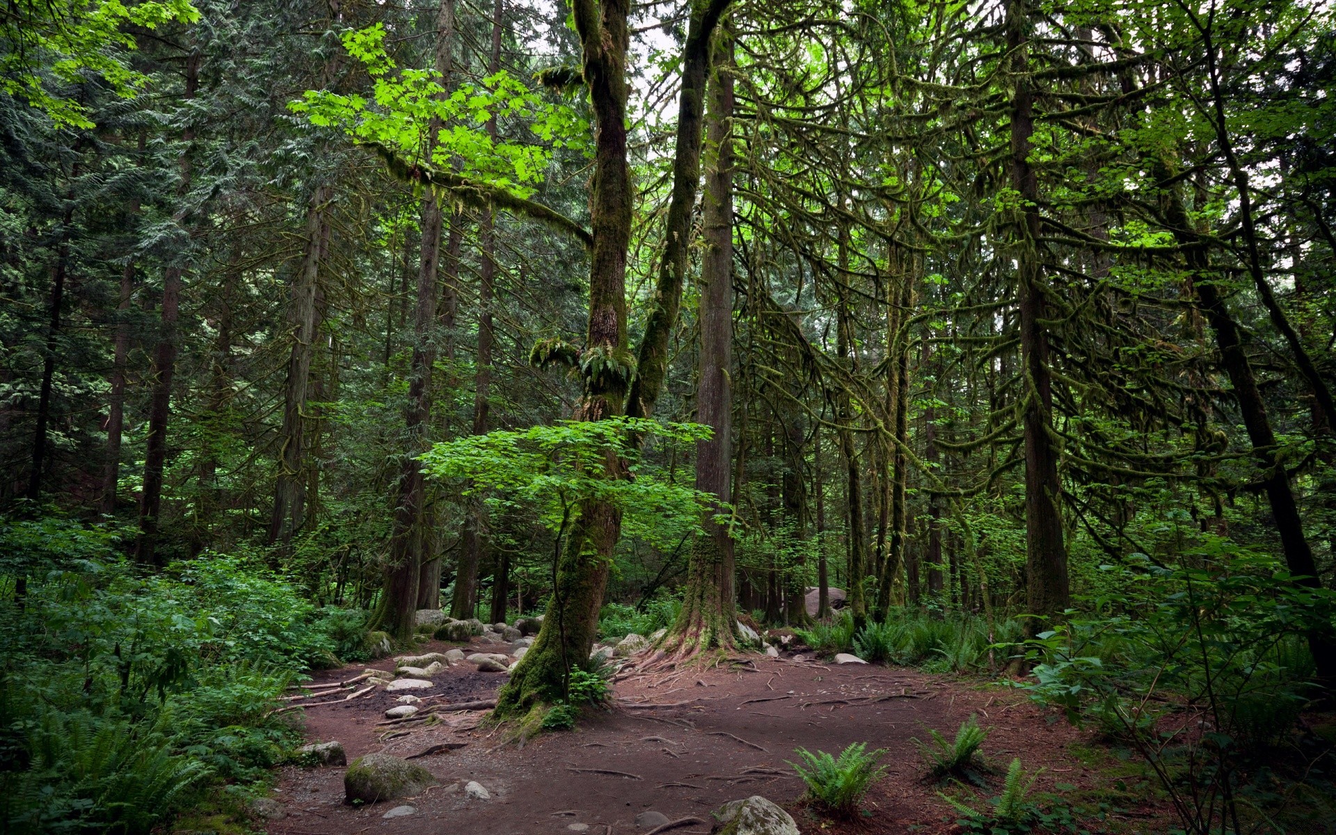 las drewno krajobraz drzewo natura liść na zewnątrz malownicze środowisko podróże bujne dobra pogoda światło dzienne park szlak piesze wycieczki przewodnik iglaste wzrost