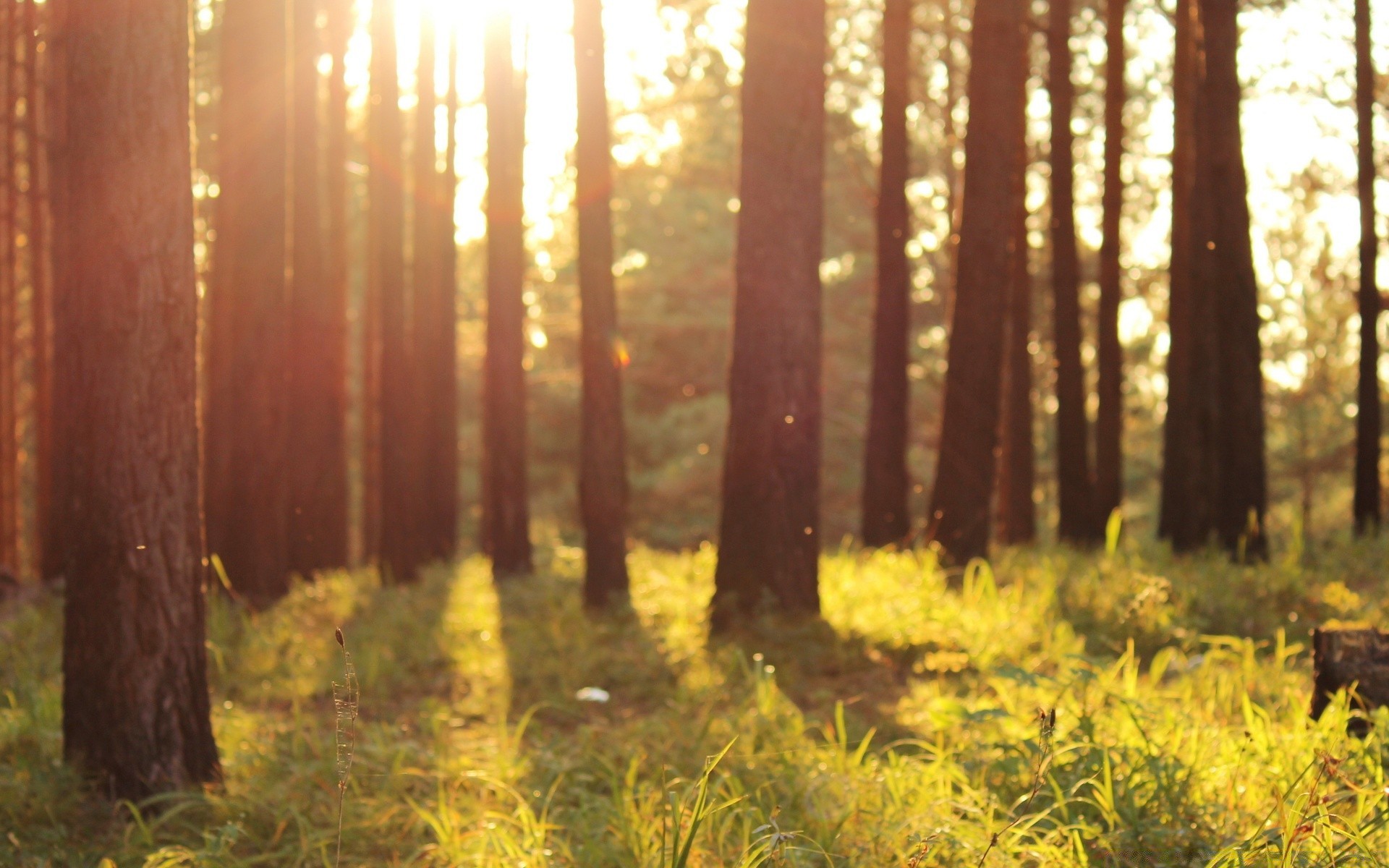 foresta legno albero paesaggio autunno natura alba parco bel tempo all aperto foglia sole conifere luce ambiente stagione nebbia scenic evergreen nebbia