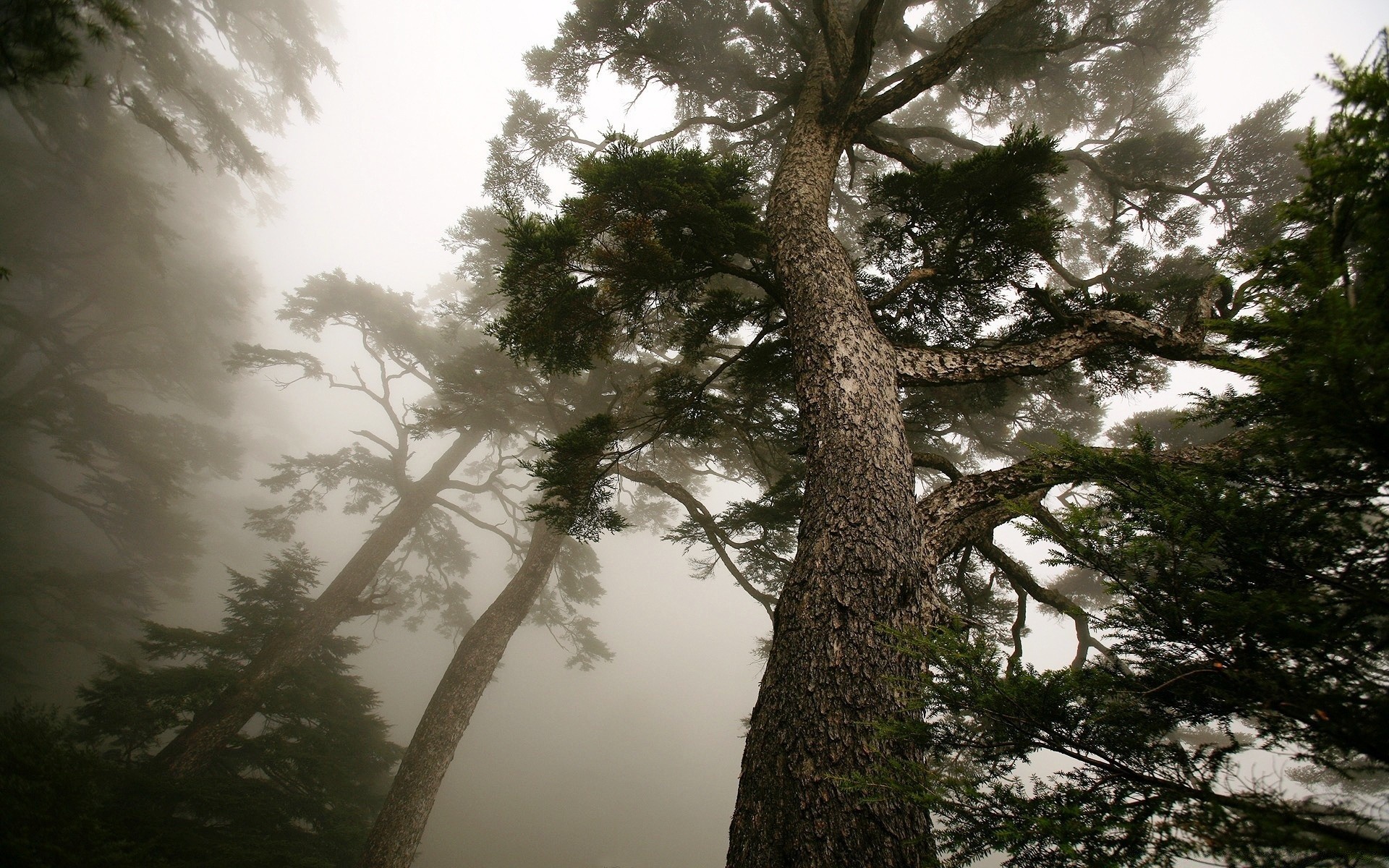 floresta árvore paisagem madeira névoa natureza coníferas ao ar livre céu pinho amanhecer folha névoa ramo evergreen água sol inverno luz