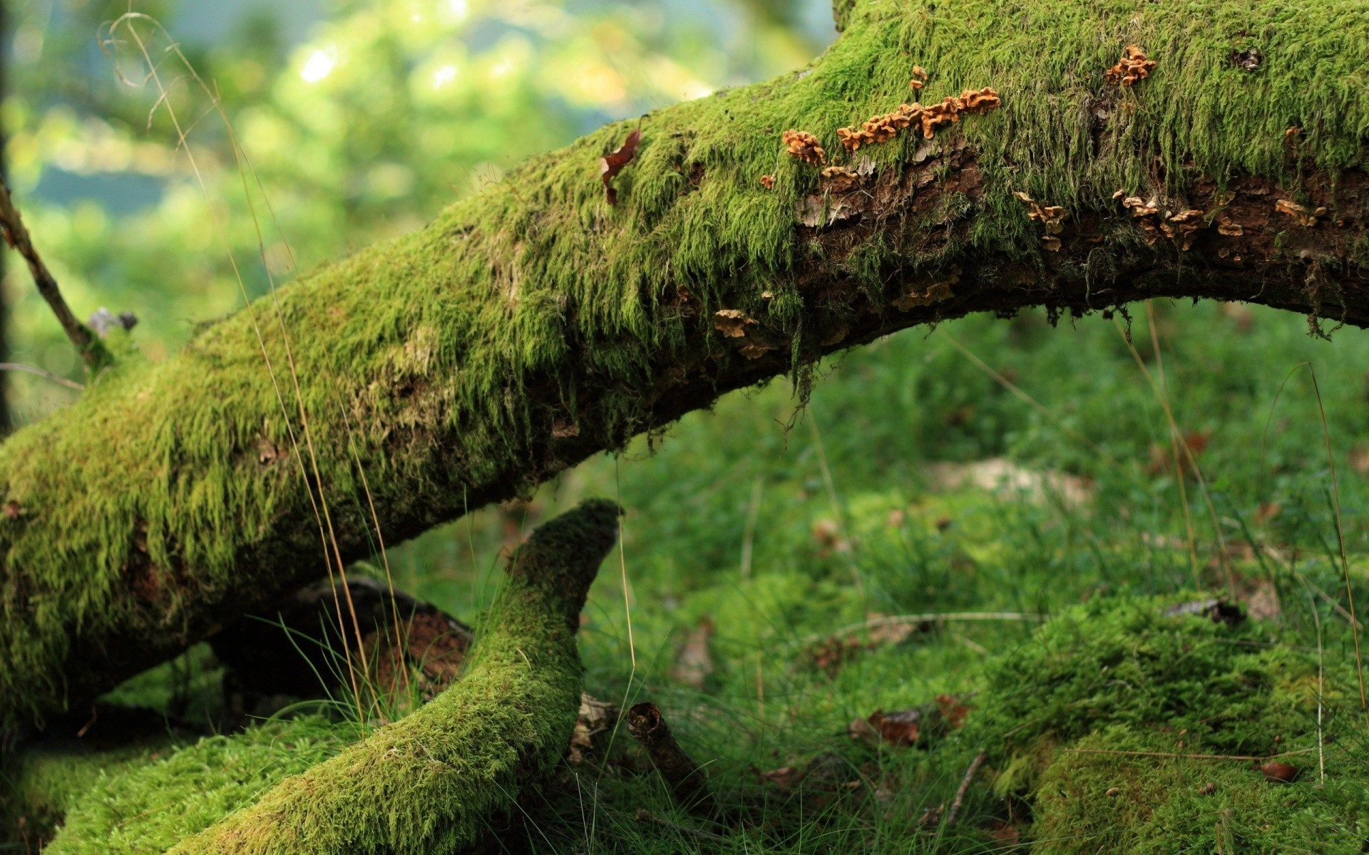 forest nature wood tree grass moss outdoors environment flora leaf park summer landscape growth season wild garden