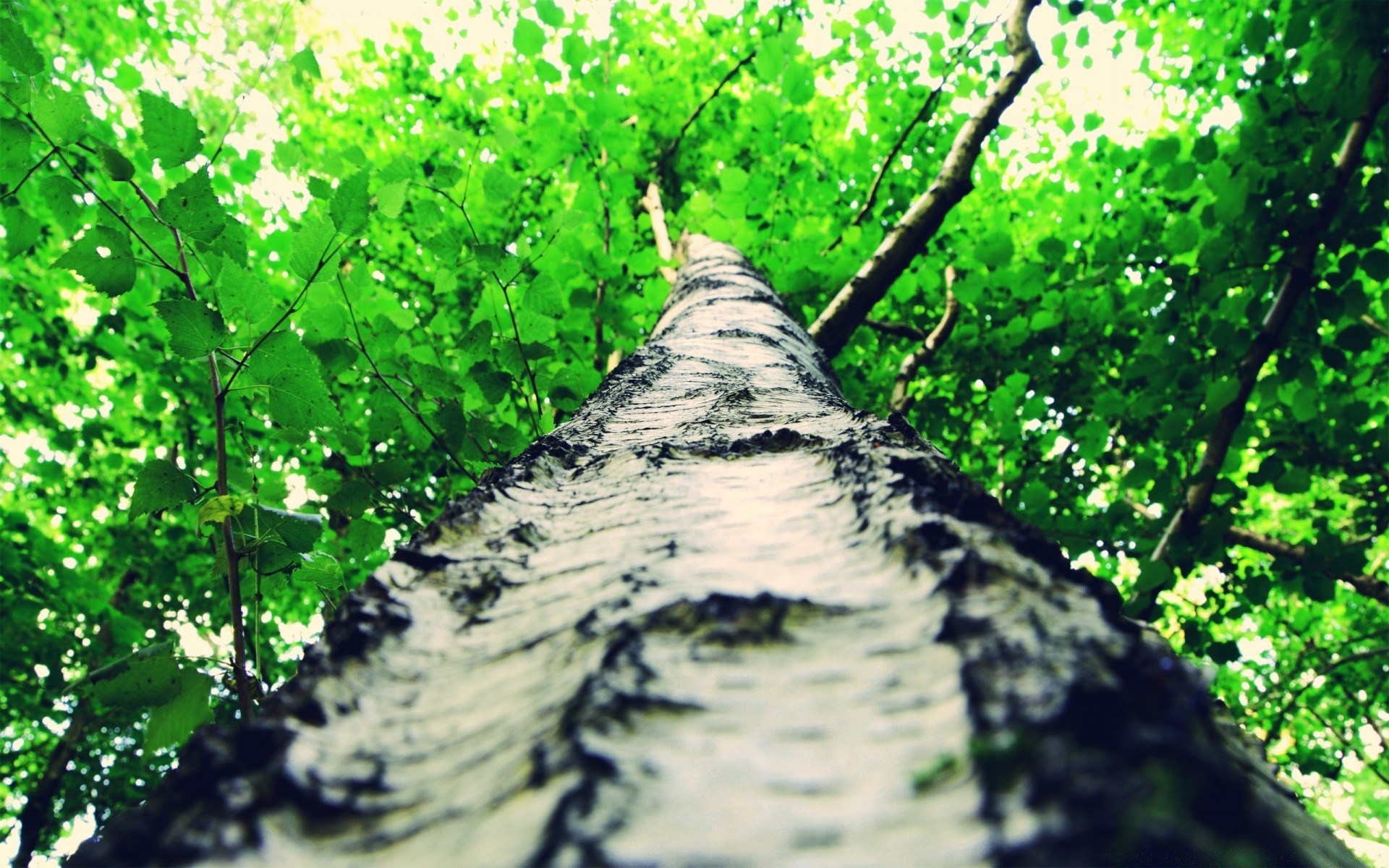 bosque madera árbol naturaleza hoja paisaje rama flora al aire libre crecimiento medio ambiente parque verano buen tiempo exuberante tronco escénico temporada sol escena