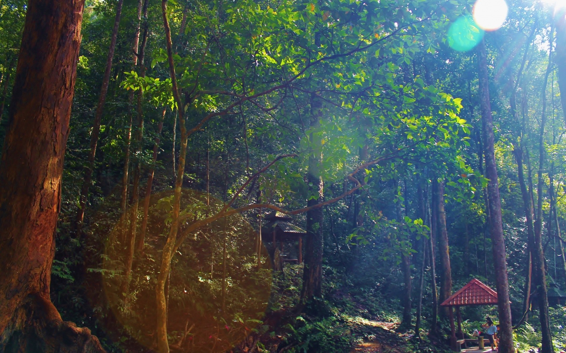 foresta legno albero natura paesaggio all aperto foglia acqua foresta pluviale viaggi luce parco lussureggiante