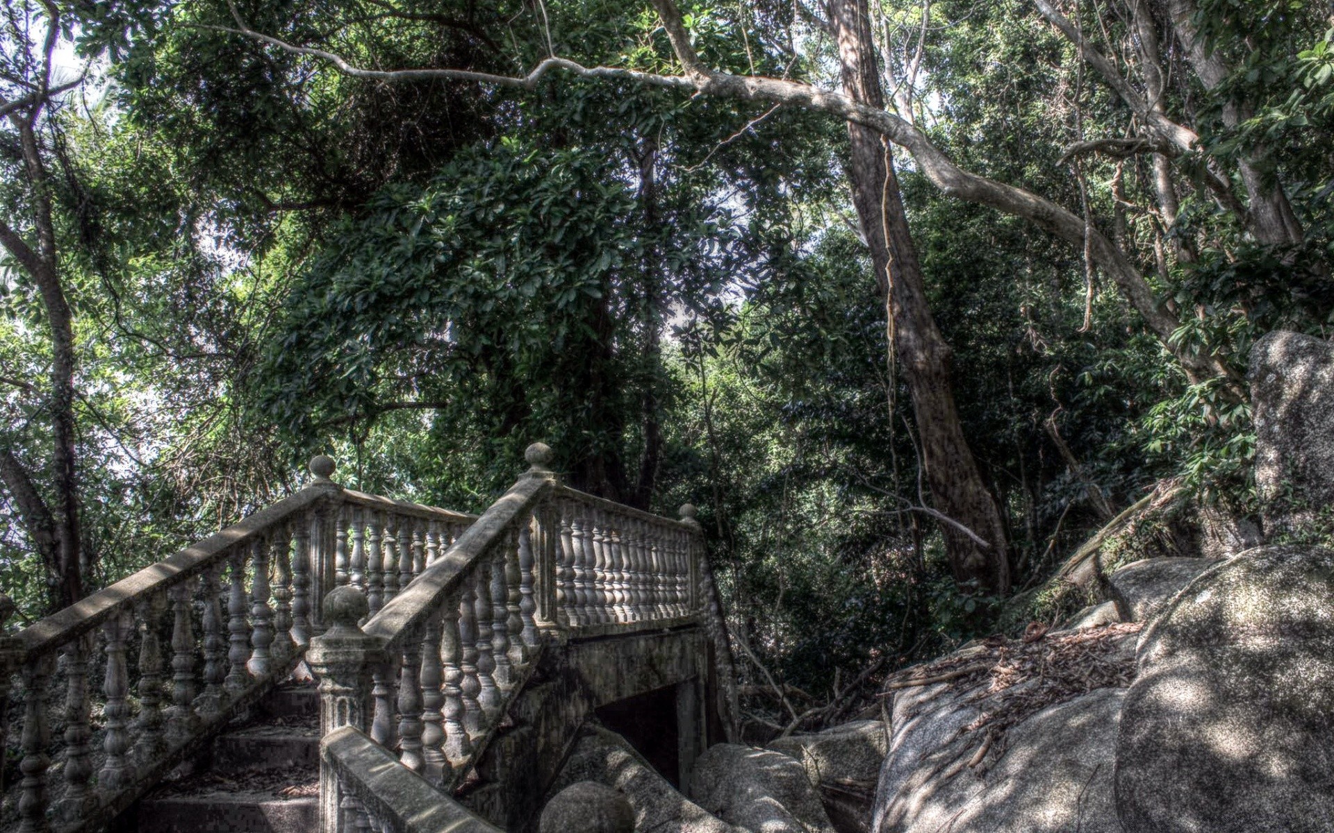 floresta madeira natureza árvore selva folha floresta tropical tropical paisagem viagem ambiente flora parque ao ar livre selvagem verão