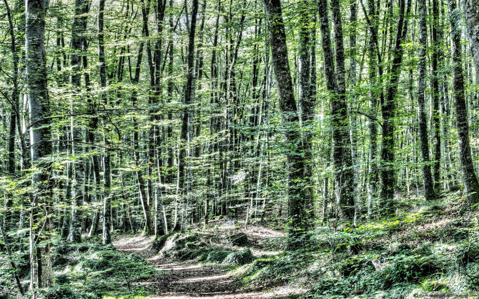 foresta legno natura paesaggio foglia albero all aperto selvaggio tronco crescita flora ambiente estate desktop bel tempo