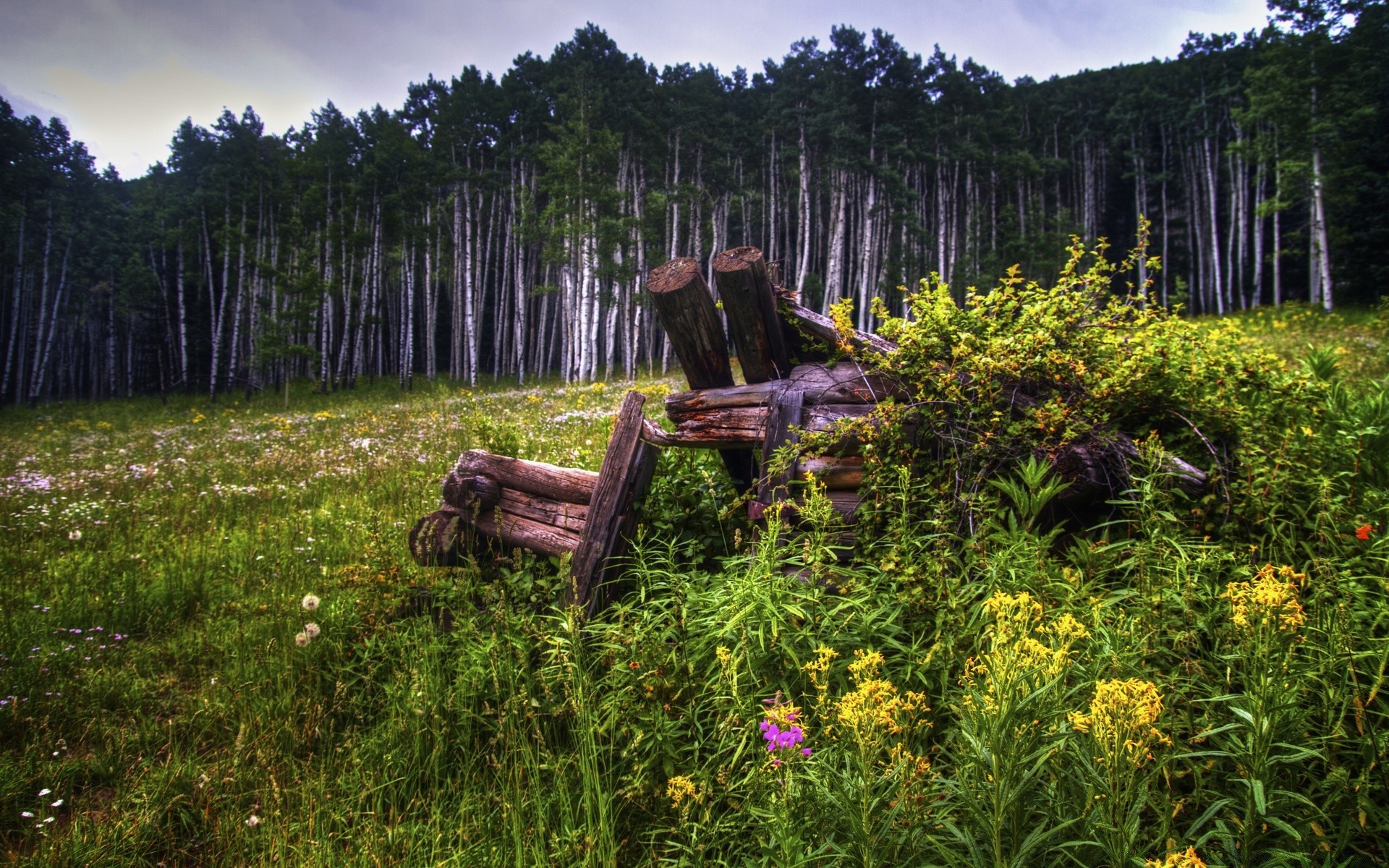 forest wood tree nature landscape outdoors scenic summer grass travel flower wooden leaf environment daylight mountain flora park log color