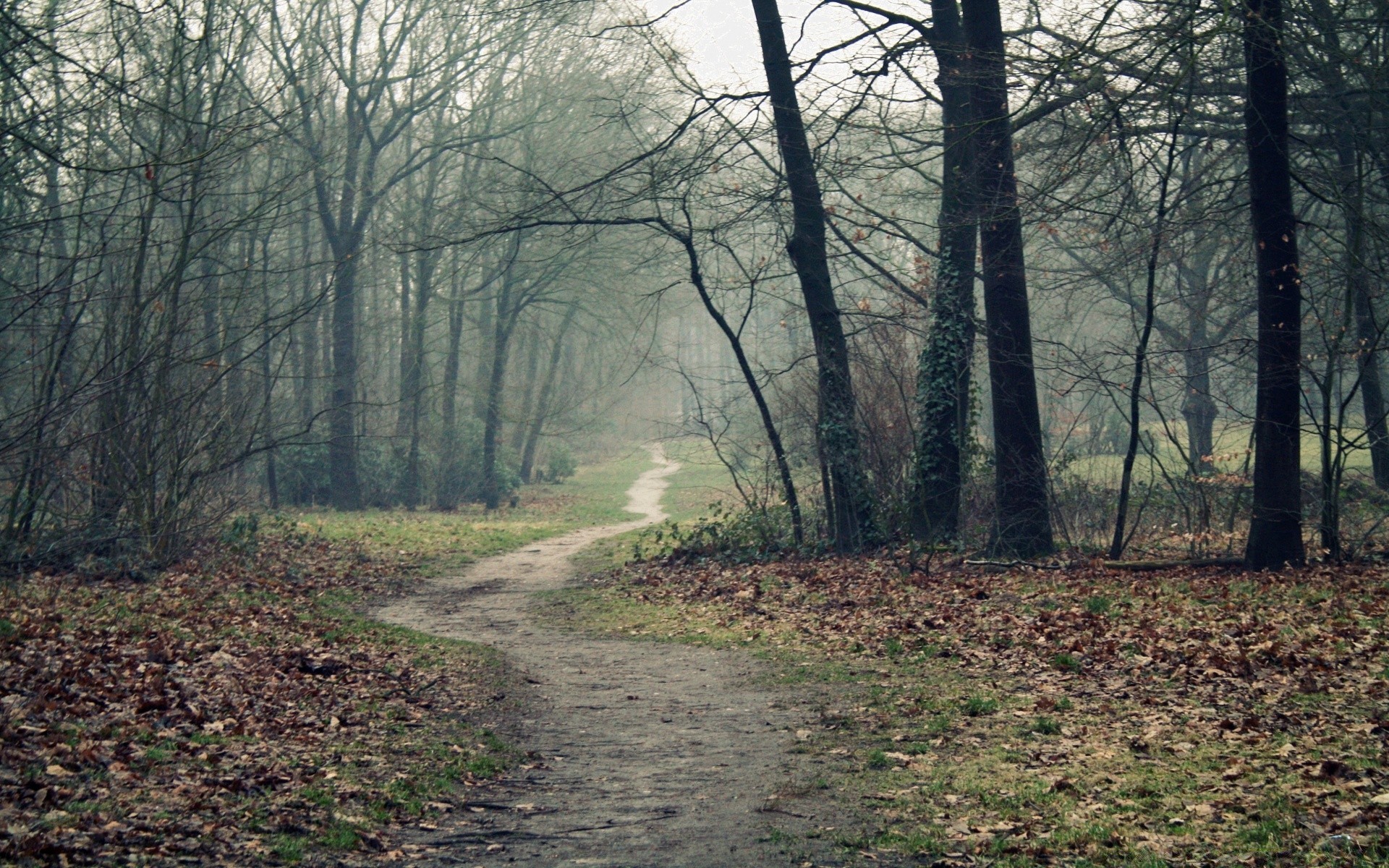 forest tree landscape wood road nature environment fall park guidance fog leaf season branch outdoors light mist dawn weather scenic