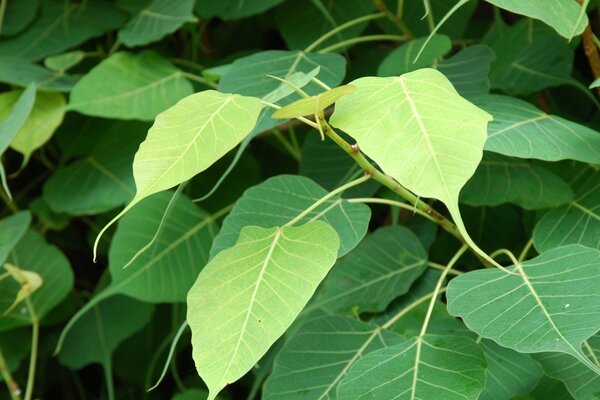 Green and yellow leaves, this is nature and fauna