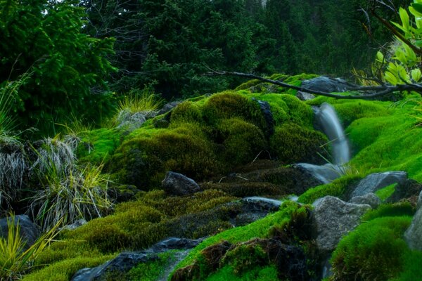 Forest stream among moss and stones