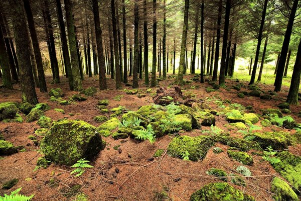 Paisaje forestal con piedras y musgo