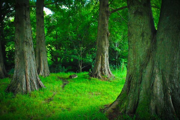 Fünf große Bäume auf dem grünen Rasen