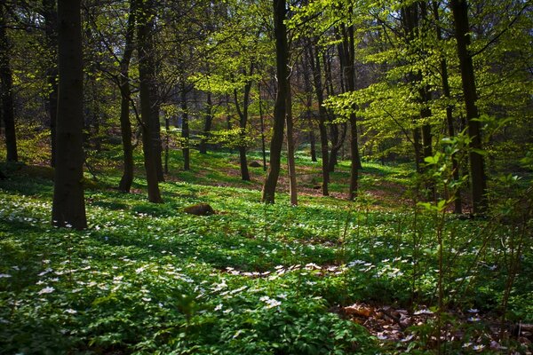 Kiefernwald in seiner ganzen Pracht mit Blumen