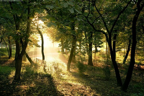 Soleil du matin dans la forêt