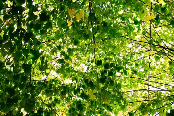 Hintergrund der grünen Blätter des Sommers