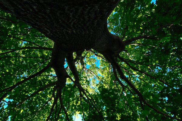 Corona de un árbol centenario en el cielo azul