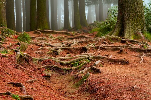 Die Natur. Wald. Bäume und ihre Wurzeln