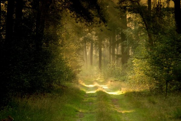 Waldlandschaft mit Sonnenstrahlen