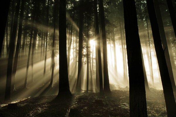 The sun breaking through the thicket of the forest