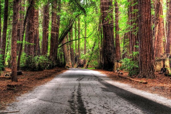 Ein uralter Wald an den Seiten der Straße