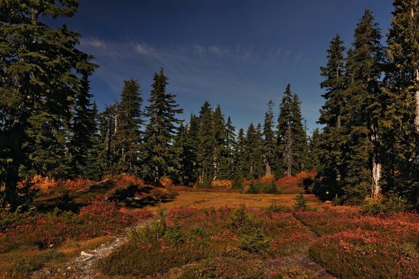 Molti abeti nella foresta autunnale