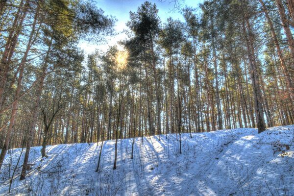 The sun s rays shine through the winter forest