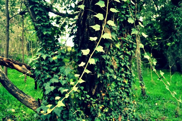 Nature. A tree covered with ivy