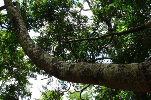 Verdure estivale de la nature sur fond de firmament