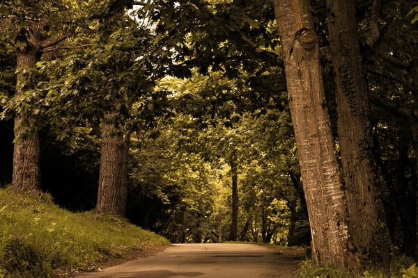 Paseos nocturnos por los senderos del parque