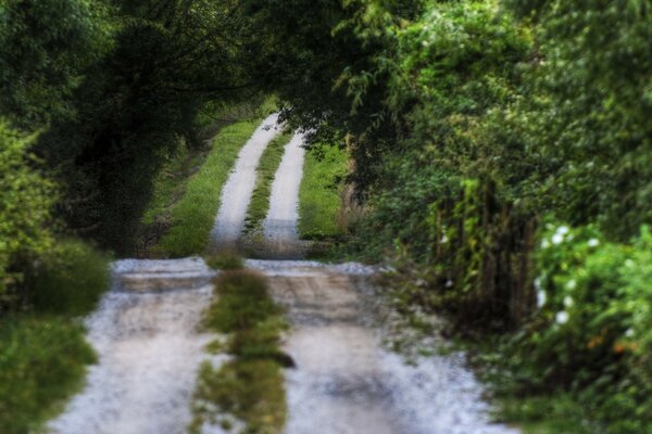 Forest road among dense green vegetation