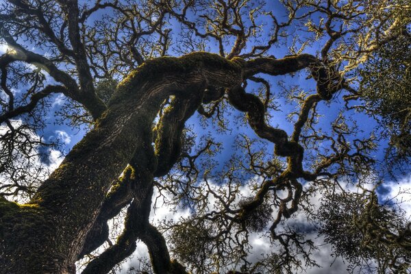 Árbol maravilla gigante no toque