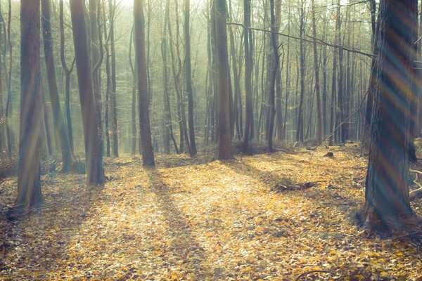 Sonbahar ormanında güneşle dolu bir glade