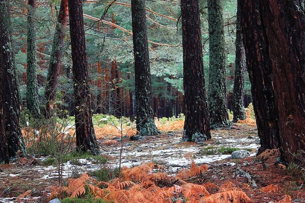 Beautiful autumn forest in autumn