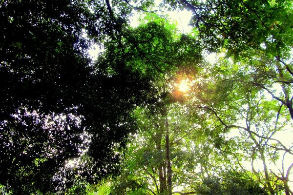 O bosque verde da Sibéria é lindo