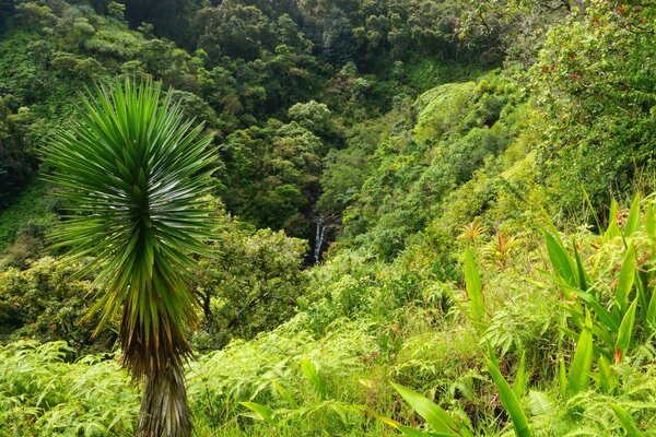 Tropische Natur, Palmen und Sträucher