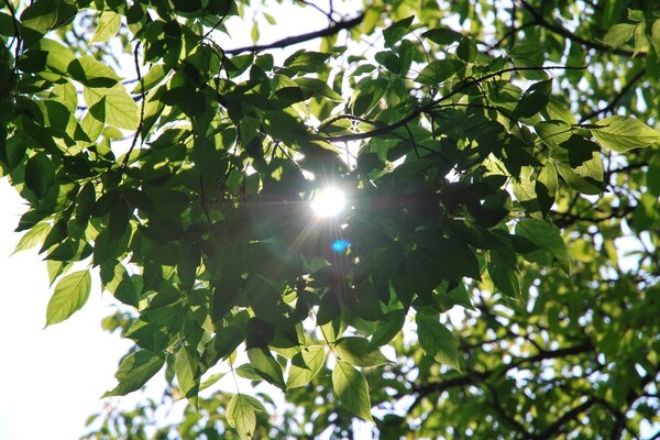 Rays of light pass through the leaves