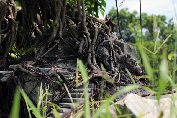 An unusual plexus of roots on a stone