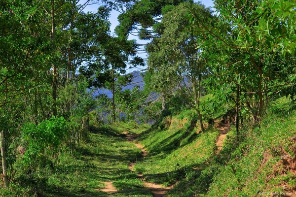 Green trails along the forest