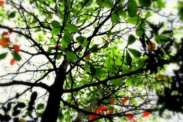 Hojas verdes teñidas de rojo