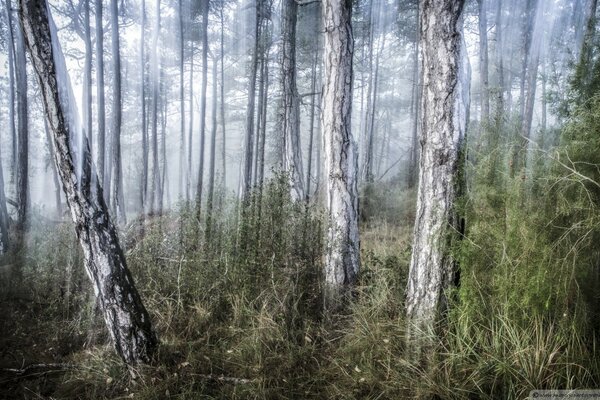 Trunks of old trees shrouded in fog