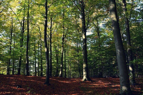 Paisaje del bosque. Muchos árboles