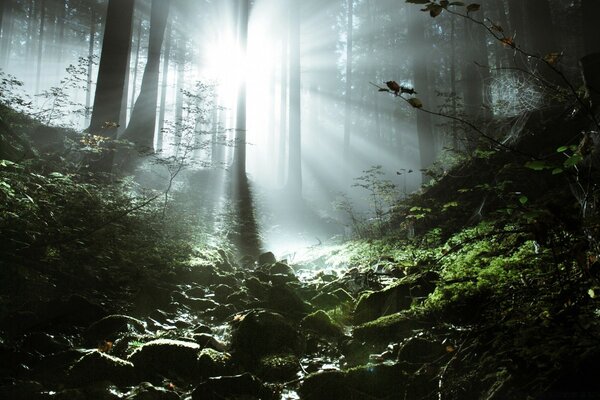 Morning dawn in the wild forest