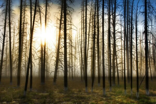 Árboles desnudos sin hojas iluminados por el sol