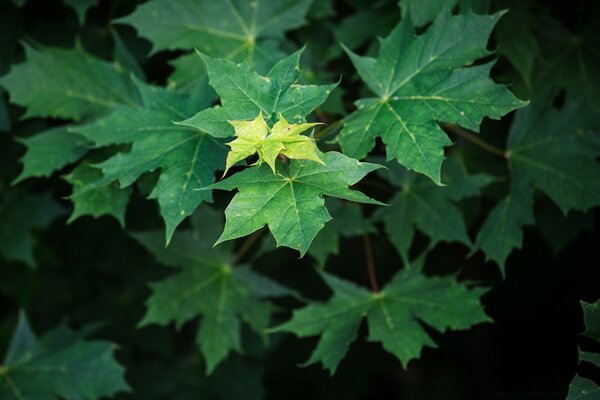 Young Emerald Maple leaves