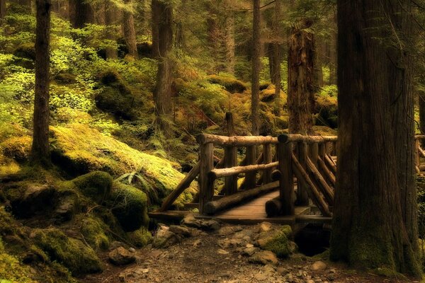 Forêt puissante et pont sur l abîme