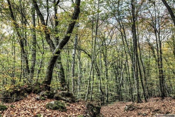 Waldlandschaft. Bäume und Blätter