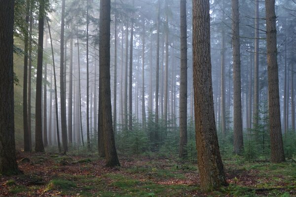 Brouillard mystérieux dans la forêt tranquille