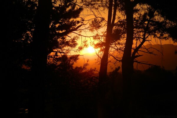 Puesta de sol en el fondo de las cimas de un bosque de coníferas