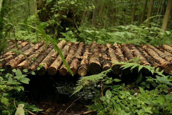 A bridge made of bamboo sticks across the stream