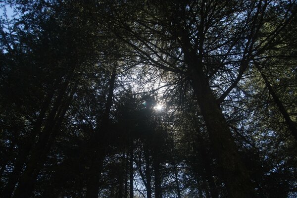 Le coucher de soleil de la forêt est très beau